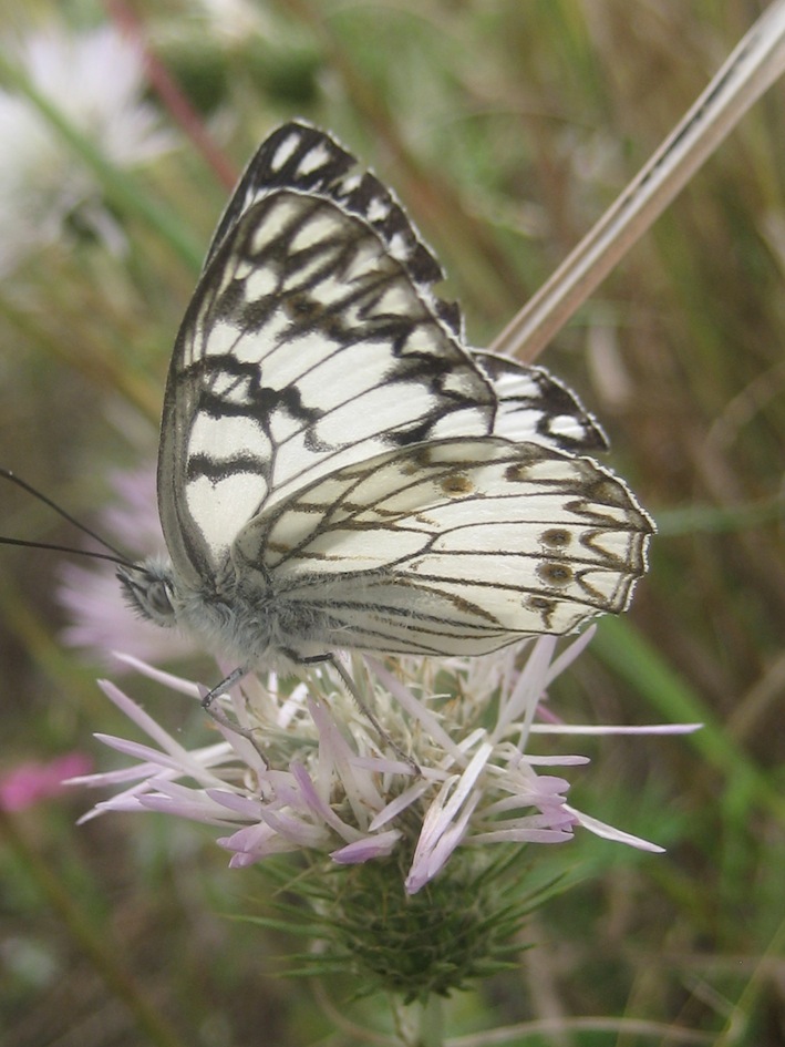 Melanargia pherusa femmina? - S